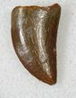Baby Carcharodontosaurus Tooth - Great Preservation #18966-1